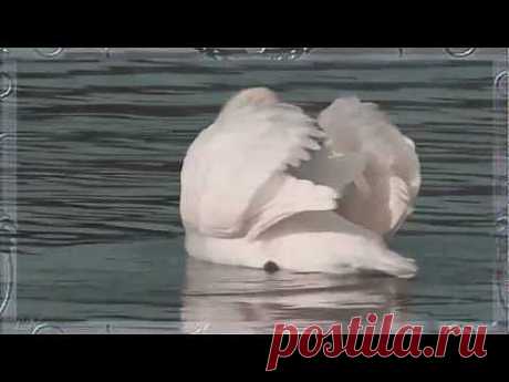 ▶ К.Сен-Санс - Лебедь... Музыка любви - Camille Saint - Saens Swan - YouTube