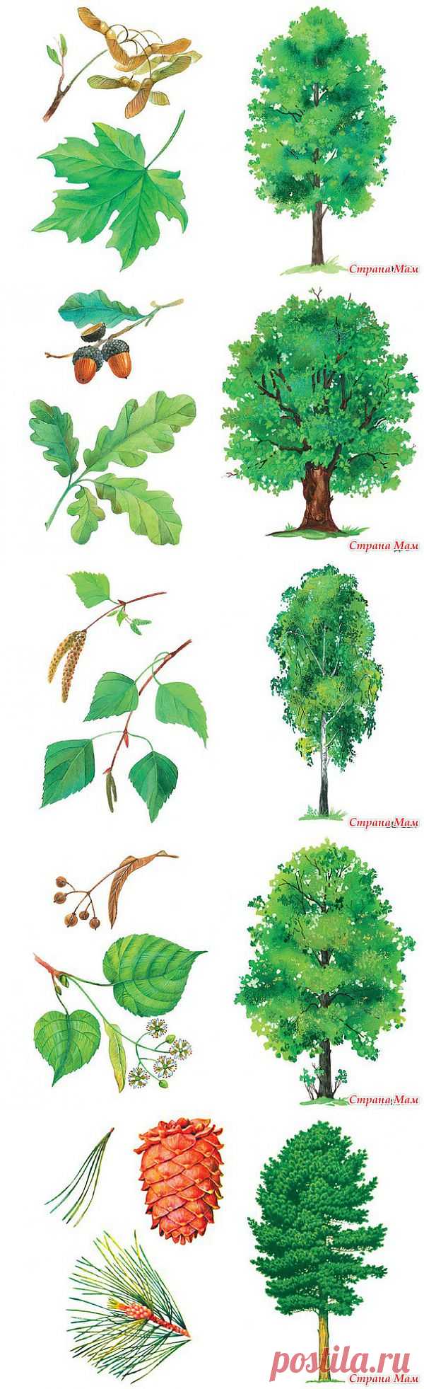 Деревья и их листья