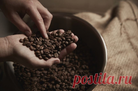 Ученые определили точный возраст кофе сорта арабика | Информационно-аналитическое издание – Узнать последние новости онлайн от независимого издания