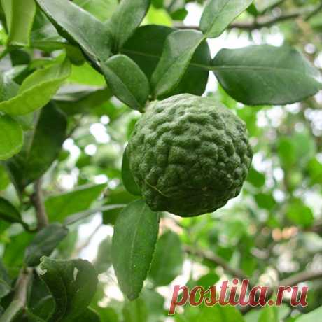 Nelesa Gardening Live Kaffir Lemon Fruit Plant: Amazon.in: Garden & Outdoors