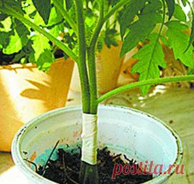 Как посадить рассаду томатов, чтобы получить двойной урожай | Вперед✔огород | Яндекс Дзен