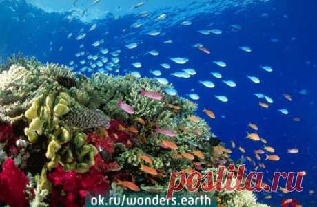 Большой барьерный риф Коралловое море, Австралия