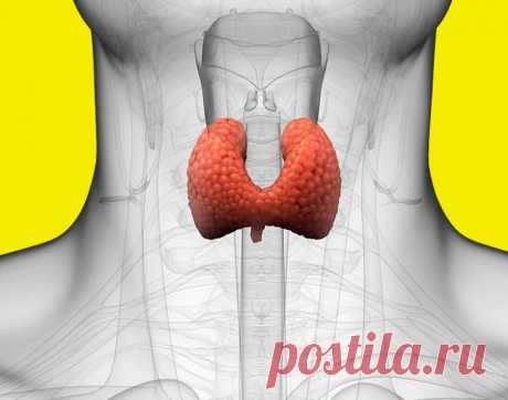 Важную роль в нашем организме играет щитовидная или эндокринная железа. Это самый крупный орган в эндокринной системе, и если нарушаются его функции, то это обязательно сказывается на здоровье и жизнедеятельности всего человека.