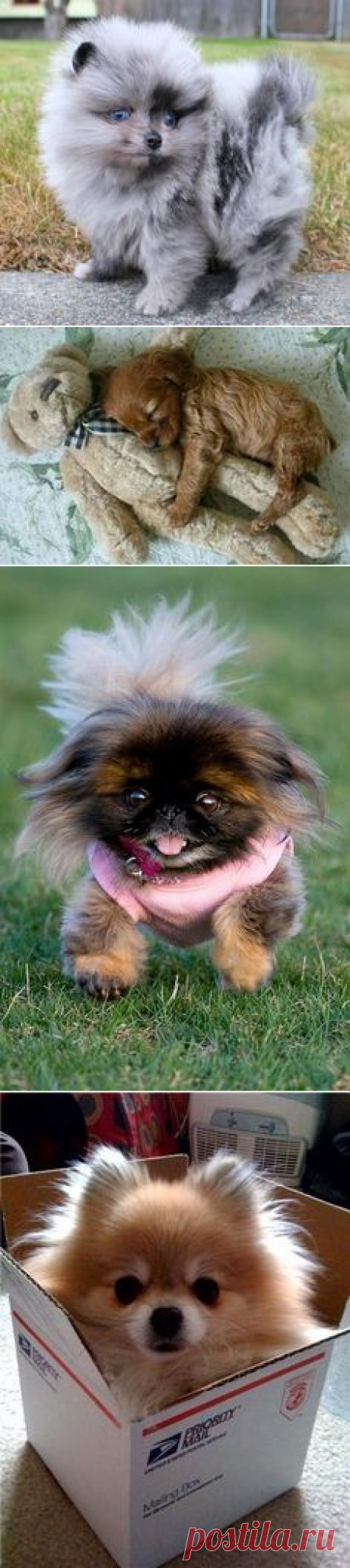 (2) OH SO CUTE ! COCO Pomeranian Puppy | Beautiful & Cute & Funny Animals