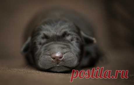 Black Lab Pup Newborn by Jonathan Ross Black Lab Pup Newborn Photograph by Jonathan Ross