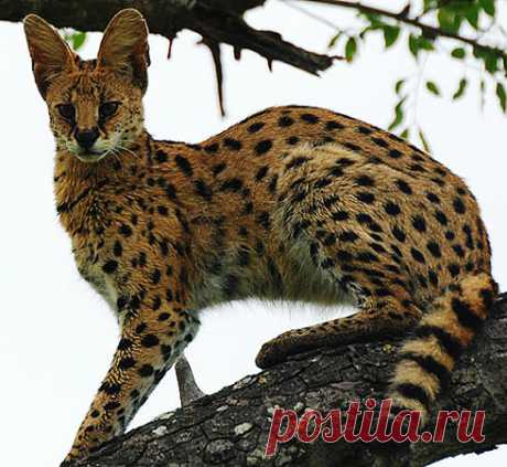 Serval - Long-Legged, Little Head African Cat | Animal Pictures and Facts | FactZoo.com