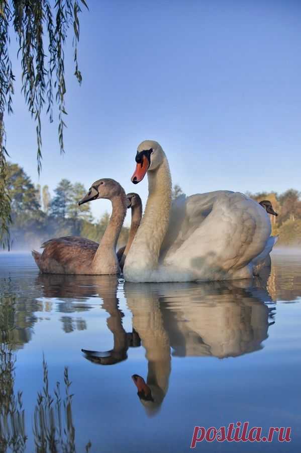 ~~Swans by Albin Bezjak~~ | Birds