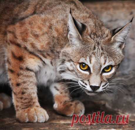 Животные — это ажиотаж — Animalarehype: Lynx от luvi на Flickr.