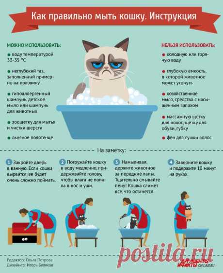Как правильно мыть кошку. Инфографика | ДОСУГ: Увлечения | ДОСУГ | АиФ Чебоксары