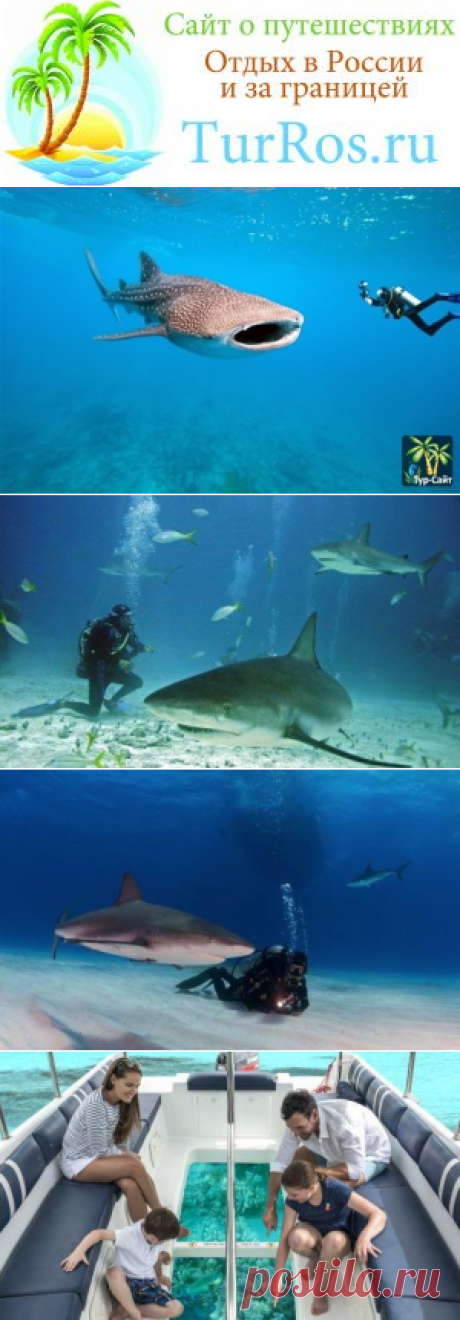 Акулы людоеды на Мальдивских островах. Миф или реальность? - Сайт о путешествиях