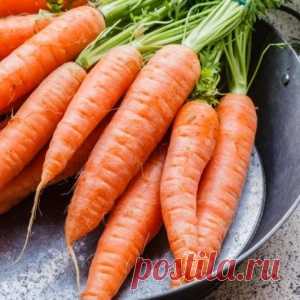 Заготовки из моркови на зиму - самые вкусные и полезные рецепты