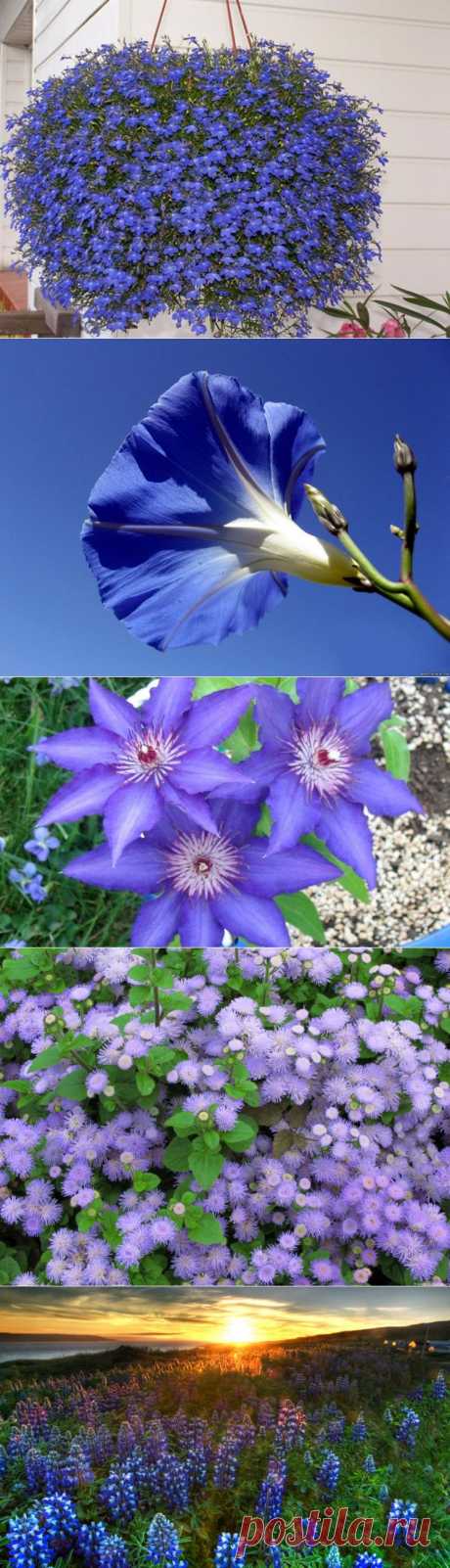 20 голубых цветов для вашего сада | Самоцветик