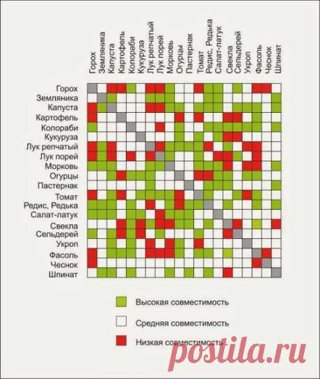 Совместимость овощей в теплице