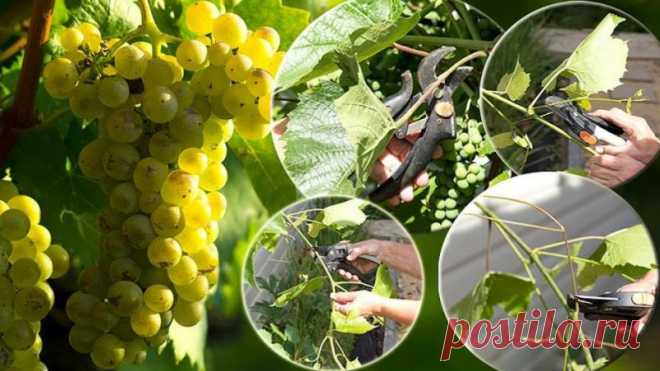 Как правильно делать чеканку (обрезку) винограда:
Что такое чеканка винограда, зачем она нужна, как и когда проводить, фото и видео советы от эксперта винодаря