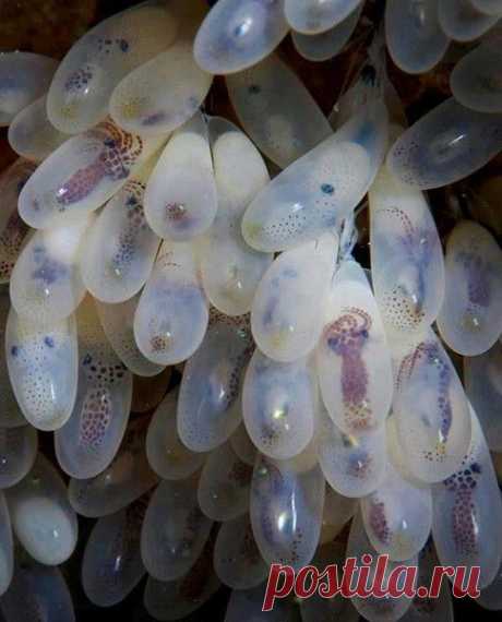 Яйца осьминога