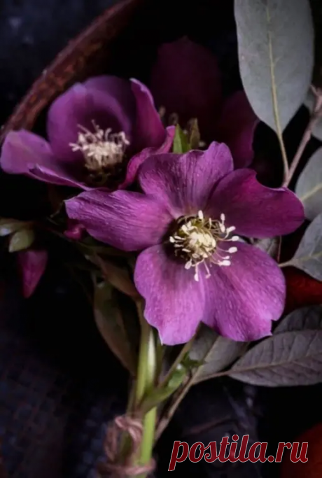 О мистическом фиолетовом цвете. Что значит он для вас? | Оля Суворова | Яндекс Дзен