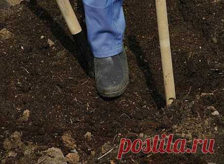 Заполнение посадочных ям для саженцев плодовых деревьев на тяжелых почвах.