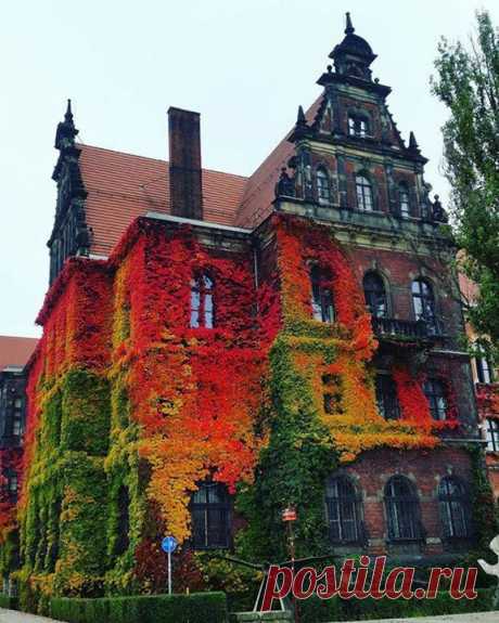 Осеннее покрытие национального музея во Вроцлаве, Польша😍