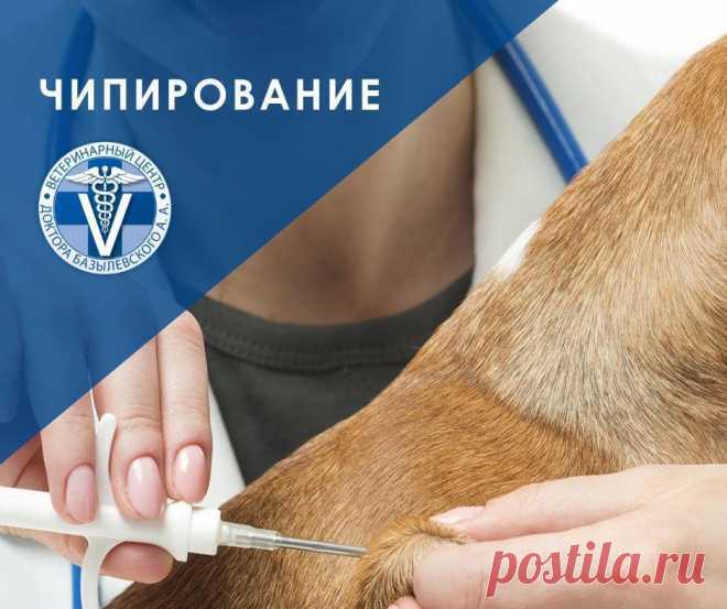 Вы поставили на регистрационный учет вашу собаку? Фото Яндекс картинки Содержание:ВступлениеЧипирование и регистрацияМое мнениеОпросВступлениеДобрый день