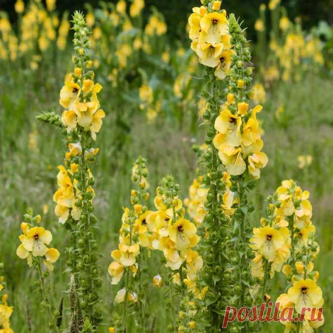 Лекарственное растение Коровяк густоцветковый (Verbascum densiflorum). Двулетнее растение высотой 30-200 см с жестким, шерстистоопушенным стеблем. Листья желто-зеленые, яйцевидно-удлиненные, мелкогородчатые, низбегающие, доходящие до следующего нижерасположенного листа, с обеих сторон с шерстистым опушением. Ароматные цветки крупные, диаметром 3,5-5,5 см, собраны пучками по 2-5 в длинную железистоопушенную кисть.
Местопроизрастание.
Мусорные места, обочины дорог, карьеры и т.д.