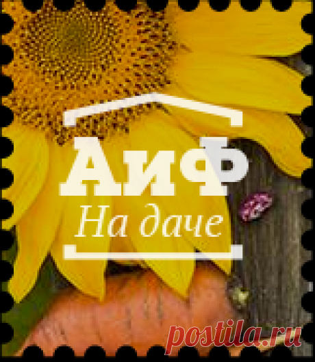 Как приготовить сливовое варенье - Кухня - Аргументы и Факты