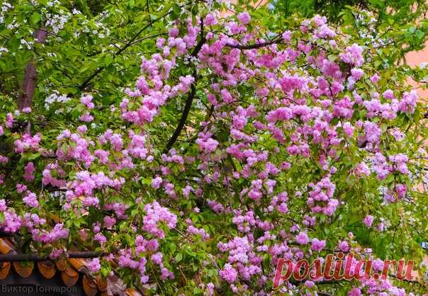 Весны цветение... 🌸🌳 📸 Виктор Гончаров