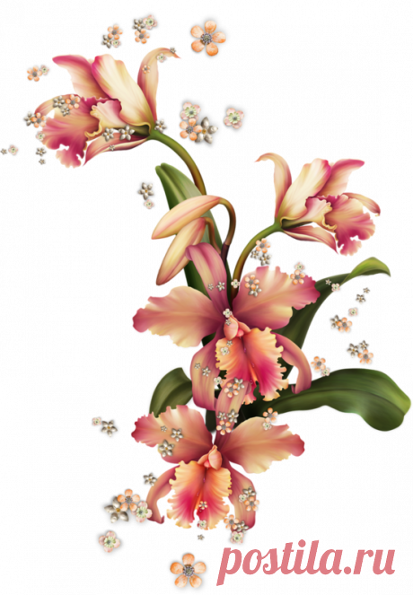 Цветы - Клипарты PNG - Клипарты у Анны.