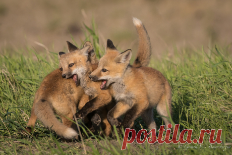 Lets play tag. Northern Plains Red Fox (Vulpes fulva) siblings in a bit of a game playing as they learn to interact with each other as practise for real life when they leave their den site in a large pasture west of red water, Alberta, Canada.  29 May, 2017.  Slide # GWB_20170529_9798.CR2