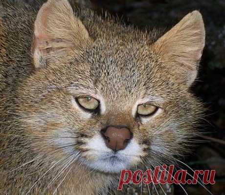 Pampas Cat - High Plains Drifter | Animal Pictures and Facts | FactZoo.com
