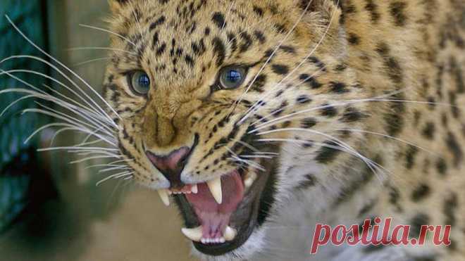 56-летняя индианка одержала победу в смертельной схватке с леопардом | Экстремал