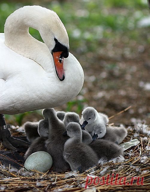 Swan With Cygnets | GRACEFUL SWANS