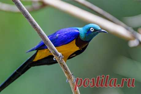 Profile of a golden breasted starling Another profile portrait of a golden breasted starling, which is an African bird