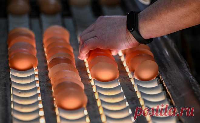 ФАС заявила, что нашла новые случаи повышения цен на яйца. Кемеровское, воронежское, ивановское и донецкое УФАС возбудили уголовные дела против местных производителей куриных яиц из-за повышения оптово-отпускных цен. В некоторых случаях рост цен достигал 40%