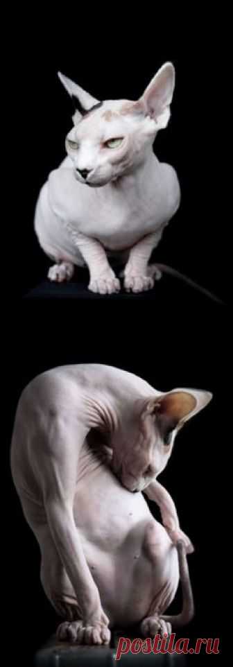 Stunning Snaps Show Bald Beauty Of Hairless Sphynx Cats As Photographer Captures Breed’s ‘Eerie’ Allure #bald #beauty #hairless #sphynx #cat