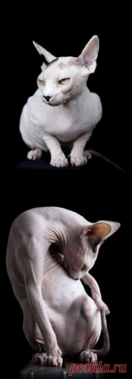 Stunning Snaps Show Bald Beauty Of Hairless Sphynx Cats As Photographer Captures Breed’s ‘Eerie’ Allure #bald #beauty #hairless #sphynx #cat
