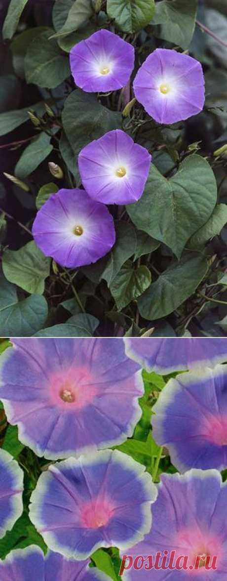 Ботаничка.ru | Ипомея. Уход, выращивание, размножение. Из семян. На балконе. Квамоклит, голубая, пурпурная. Сорта, виды. Цветы. Фото.