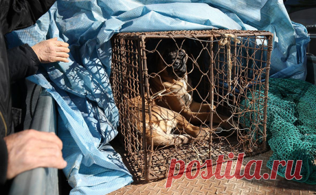 Парламент Южной Кореи запретил разведение и убой собак для еды. Закон вступит в силу в 2027 году. За разведение собак для еды, их забой и продажу собачьего мяса будут грозить тюремные сроки и штрафы. Это было одним из предвыборных обещаний президента Южной Кореи Юн Сок Ёля