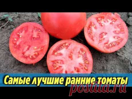 Самые лучшие раннеспелые сорта томатов Описания и характеристики ранних помидоров - YouTube