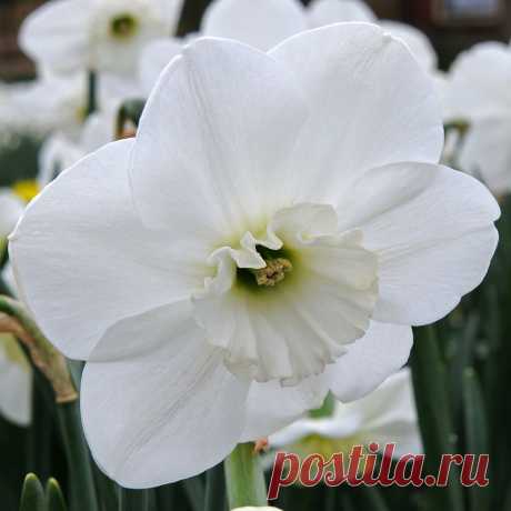 Narcissus 'Falmouth Bay' Our Dutch partner refers to this Small Cup as one of the largest and most stately Daffodils he knows. He compares the habit to that of a queen in the garden, with head and shoulders raised high.