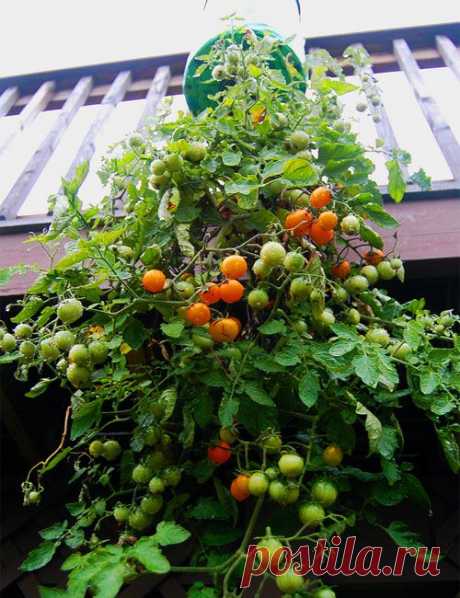 Удивительный метод! Выращиваем помидоры в подвесных пластиковых бутылках