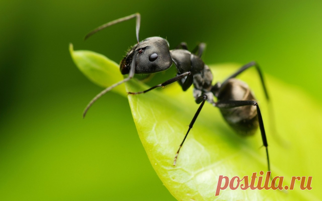 Мои надежные способы борьбы с садовыми муравьями