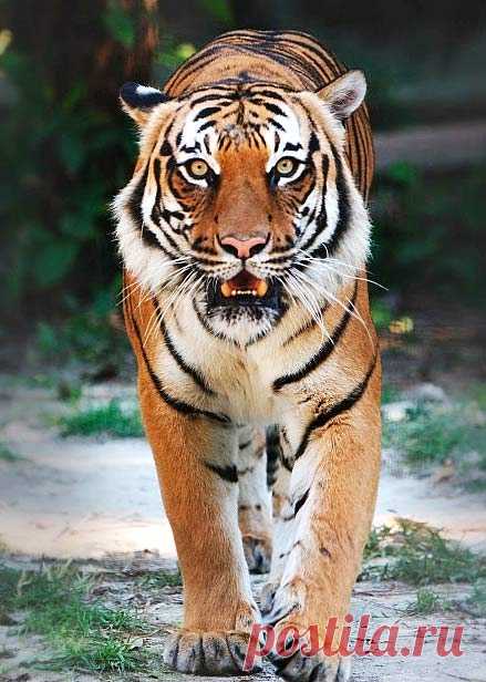 Tigers - Largest Cats, Beautiful Stripes, Like to Swim | Animal Pictures and Facts | FactZoo.com