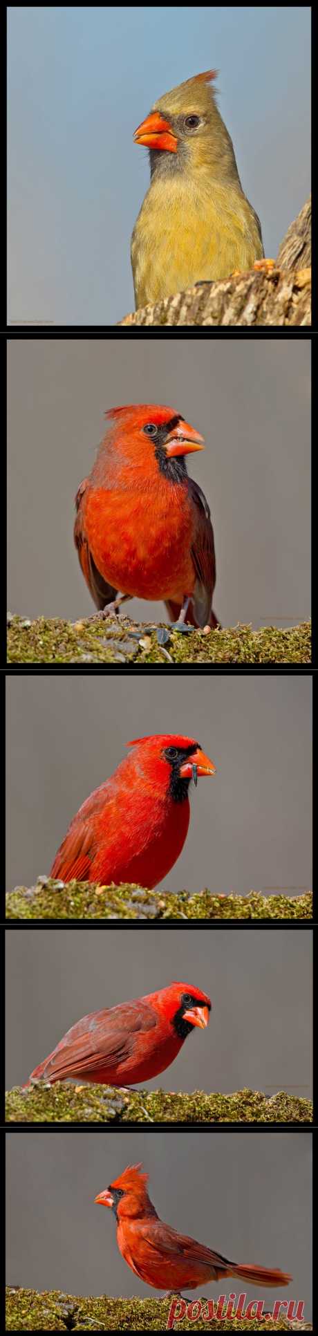 35PHOTO - Elizabeth - Кардиналы и Кардинальши - Northern Cardinal ( Northern Cardinal Female)