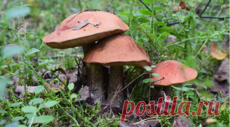 Вред и польза грибов, что нужно знать, чтобы сохранить здоровье в грибной сезон - Образованная Сова