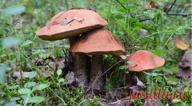 Вред и польза грибов, что нужно знать, чтобы сохранить здоровье в грибной сезон - Образованная Сова