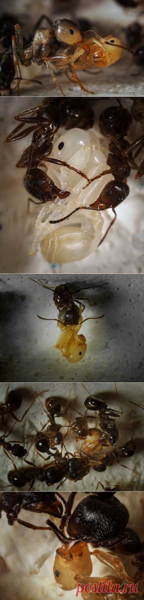 Муравьиный роддом: как рождаются муравьи? Макрофотограф Ирина Козорог - Фотоискусство