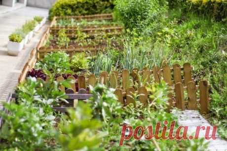 Как правильно размещать садовые растения на даче