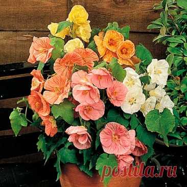 Комнатное растение Абутилон (лат. Abutilon). Это обильно ветвящийся вечнозеленый кустарник называют &quot;комнатным кленом&quot;. На ярком свету и под люминесцентными лампами в комнате он быстро разрастается и непрерывно цветет с ранней весны до осени. Абутилон прекрасно подходит для озеленения помещений.