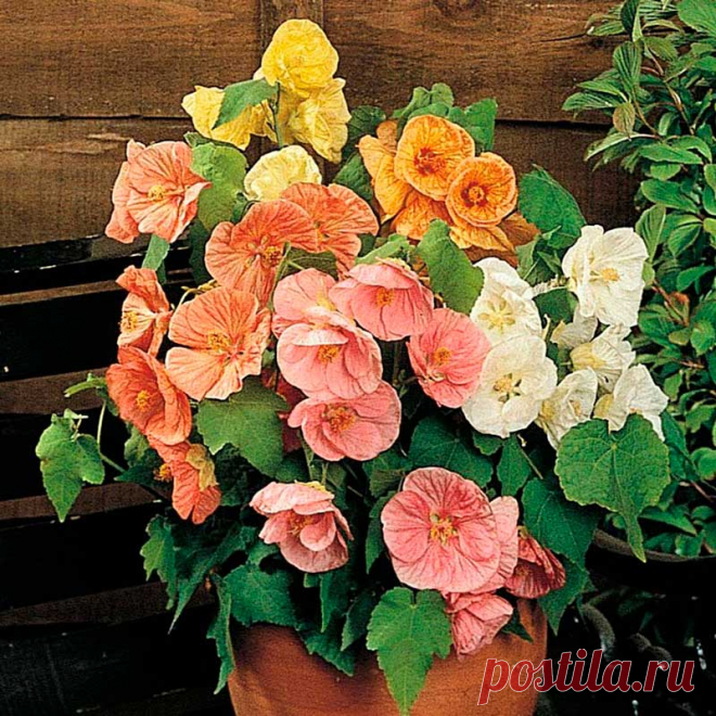 Комнатное растение Абутилон (лат. Abutilon). Это обильно ветвящийся вечнозеленый кустарник называют "комнатным кленом". На ярком свету и под люминесцентными лампами в комнате он быстро разрастается и непрерывно цветет с ранней весны до осени. Абутилон прекрасно подходит для озеленения помещений. Его нередко выращивают как ампельное растение.
