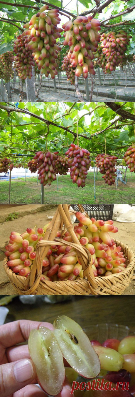 Японский виноград &quot;Маникюр Фингер&quot;
Вес грозди от 400 – 700г до 1750г.
